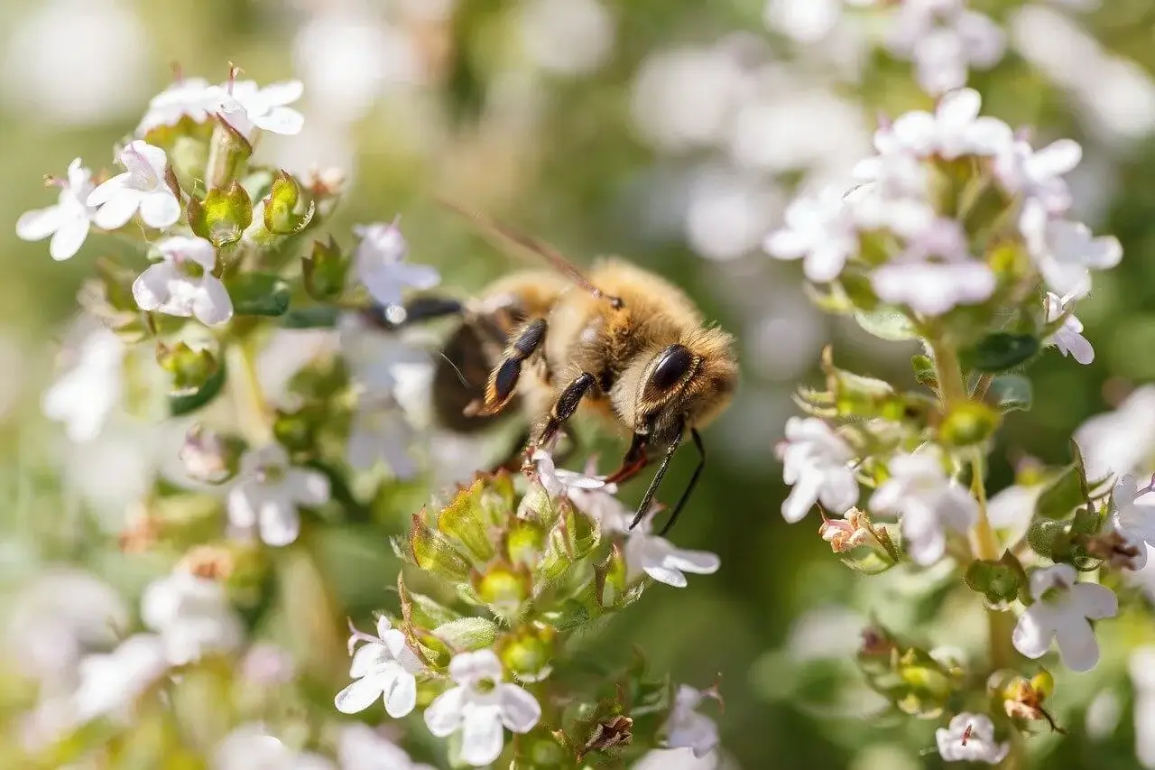 Bee feeding on flowers